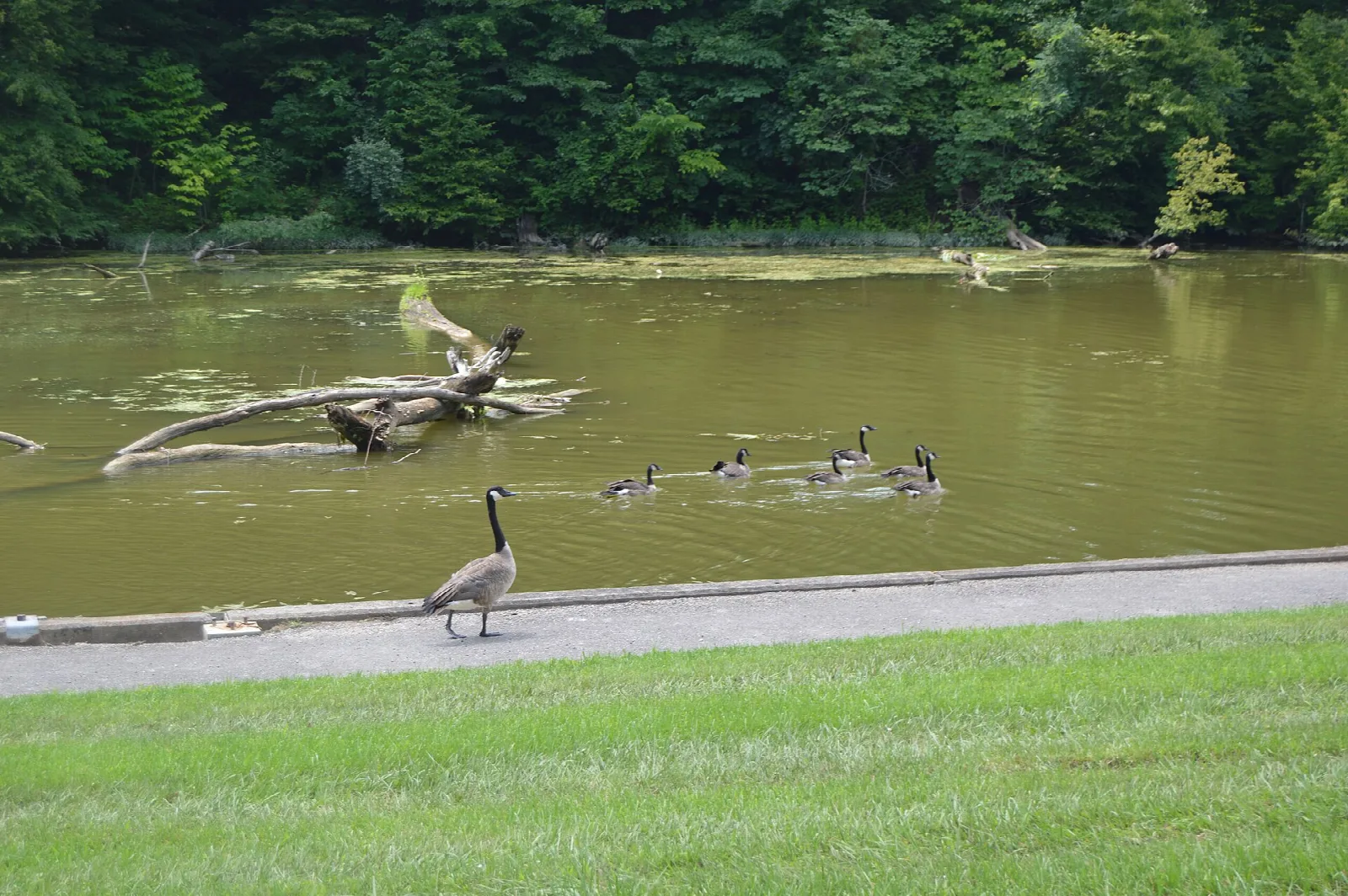 Canada geese swimming in a quiet boat dock area with a paved edge
