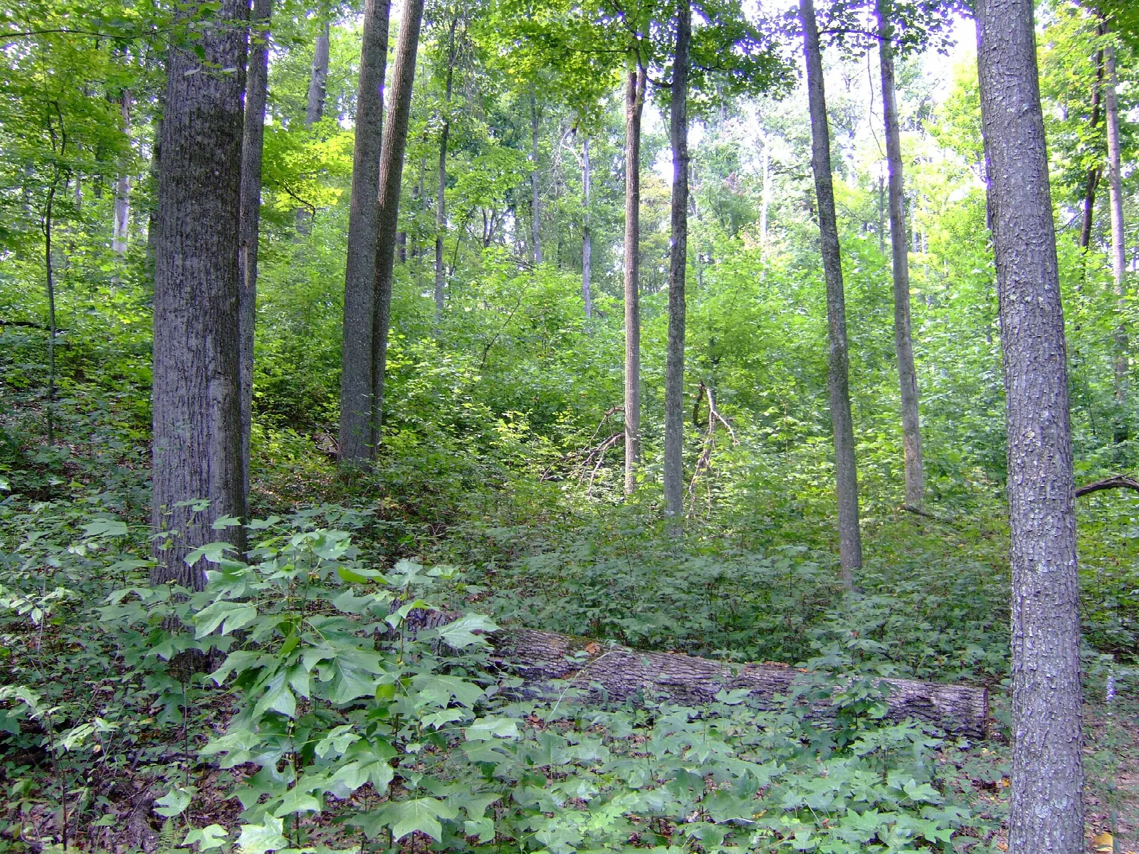 Hiking trail through tall trees and green undergrowth