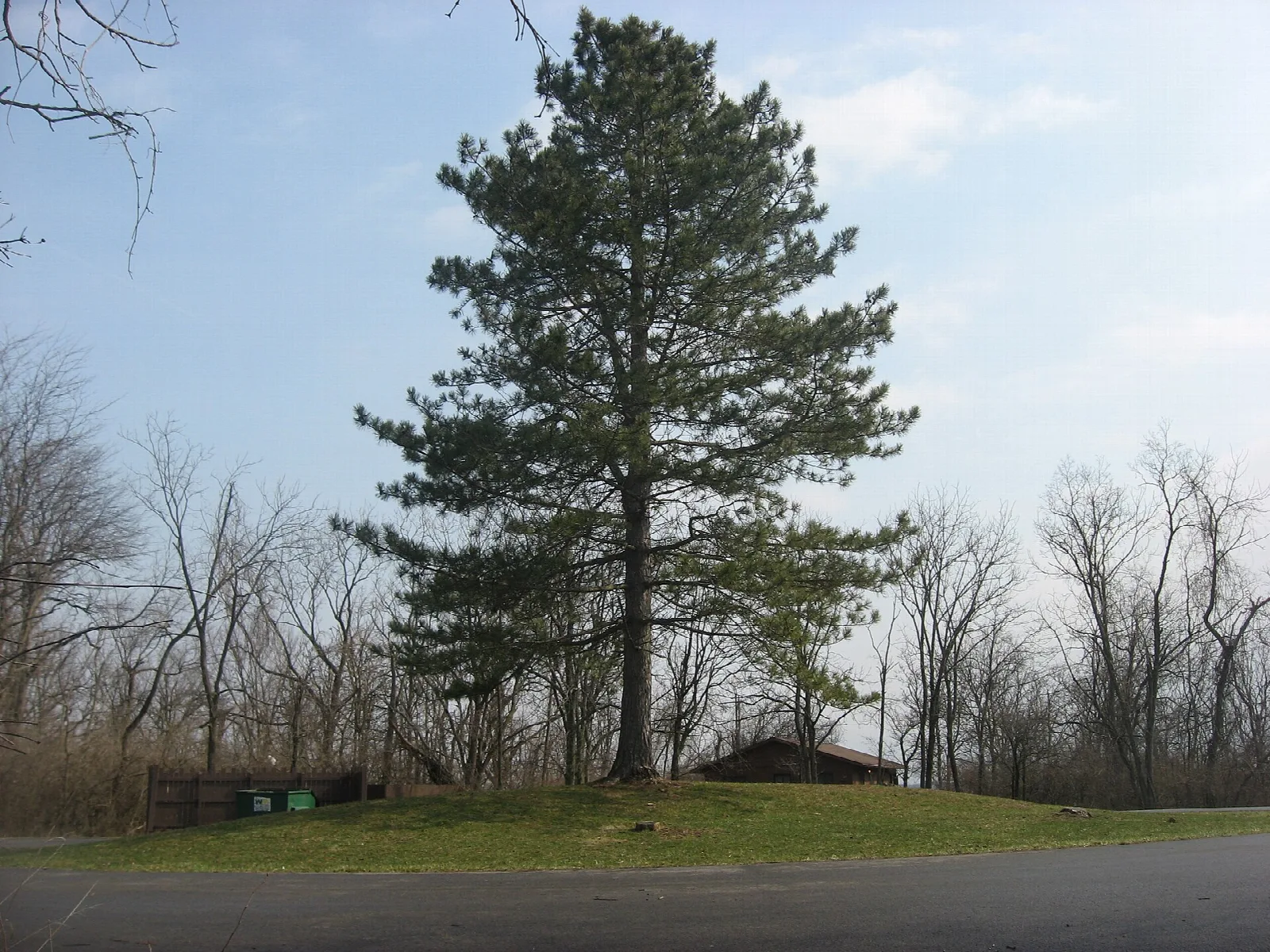 Tall pine tree on a grassy rise beside a paved road