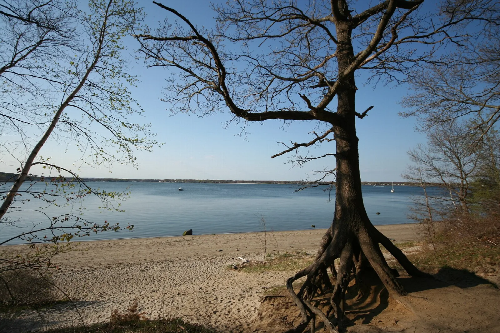 Sandy shoreline with a bare tree on its roots and calm bay water beyond