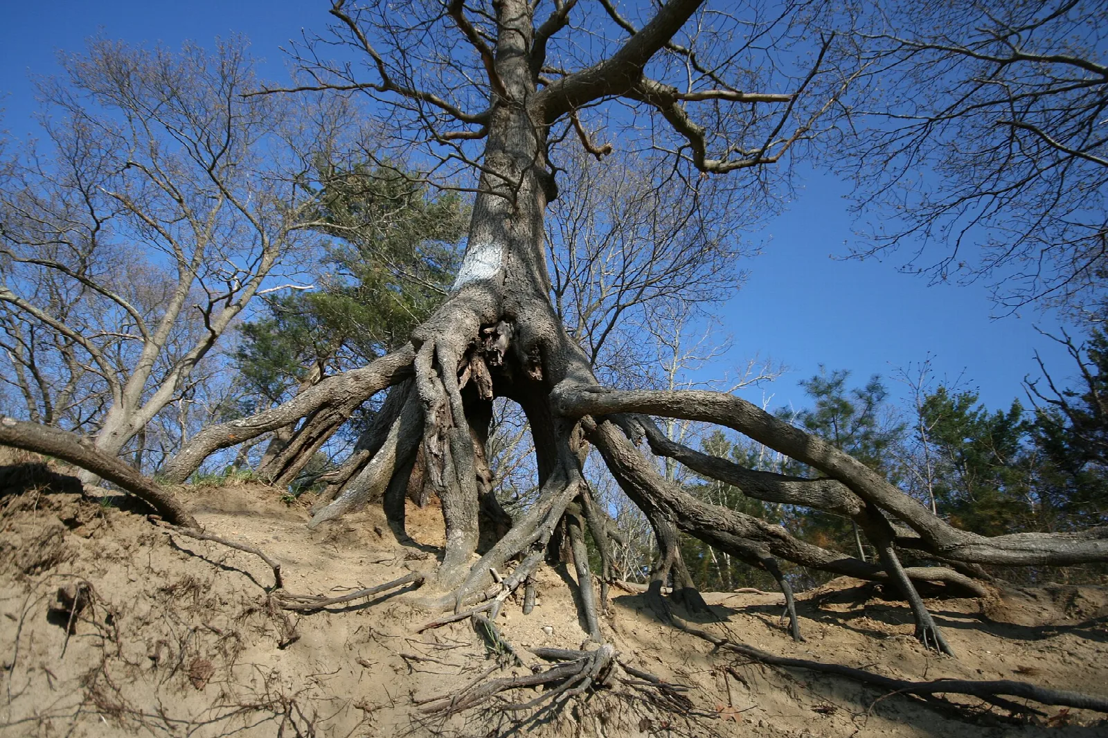 Tree with exposed roots on a sandy bank against a blue sky