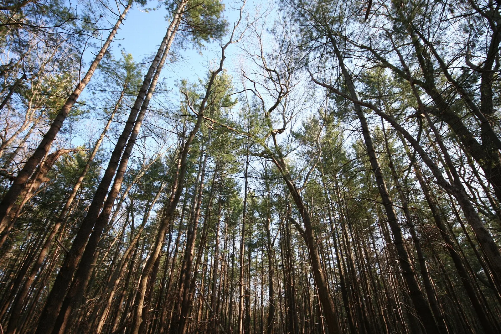 Tall tree trunks rising toward a bright sky in a dense forest