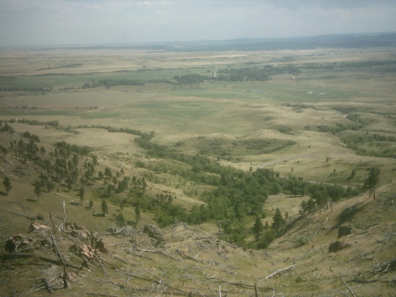 Wide view over grassy hills and plains with scattered pines