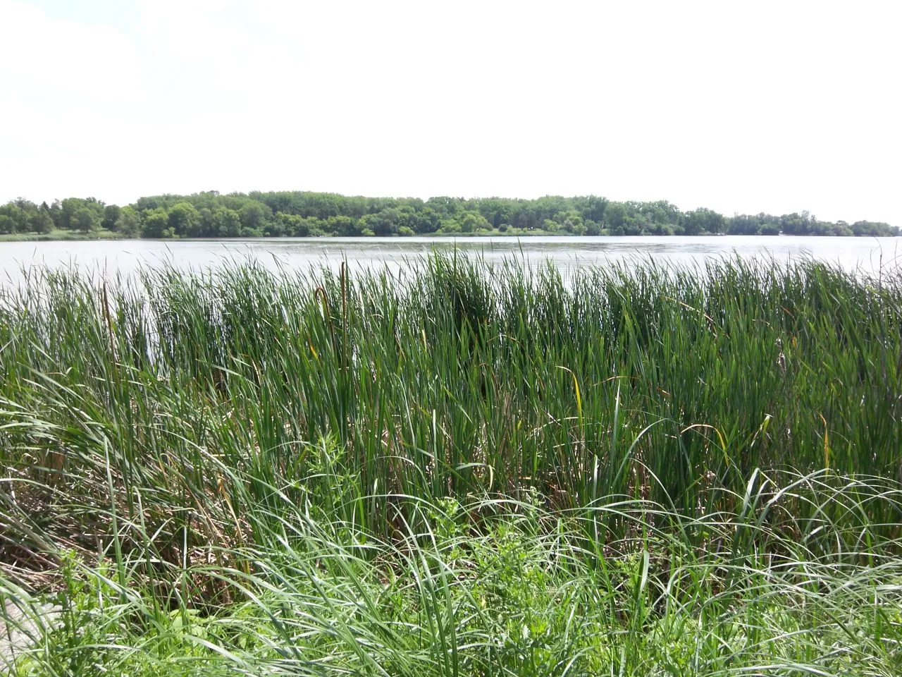 Tall green reeds along a lake shore with trees on the far bank