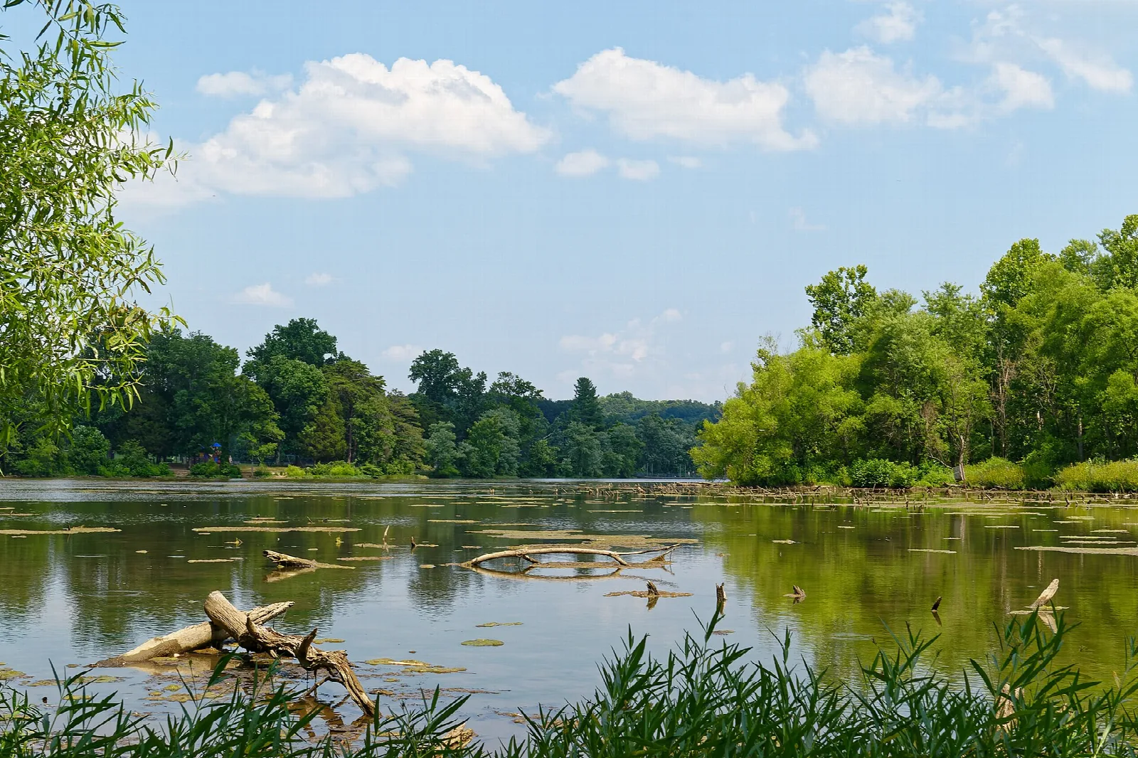 Still lake with trees along the far shore under a blue sky