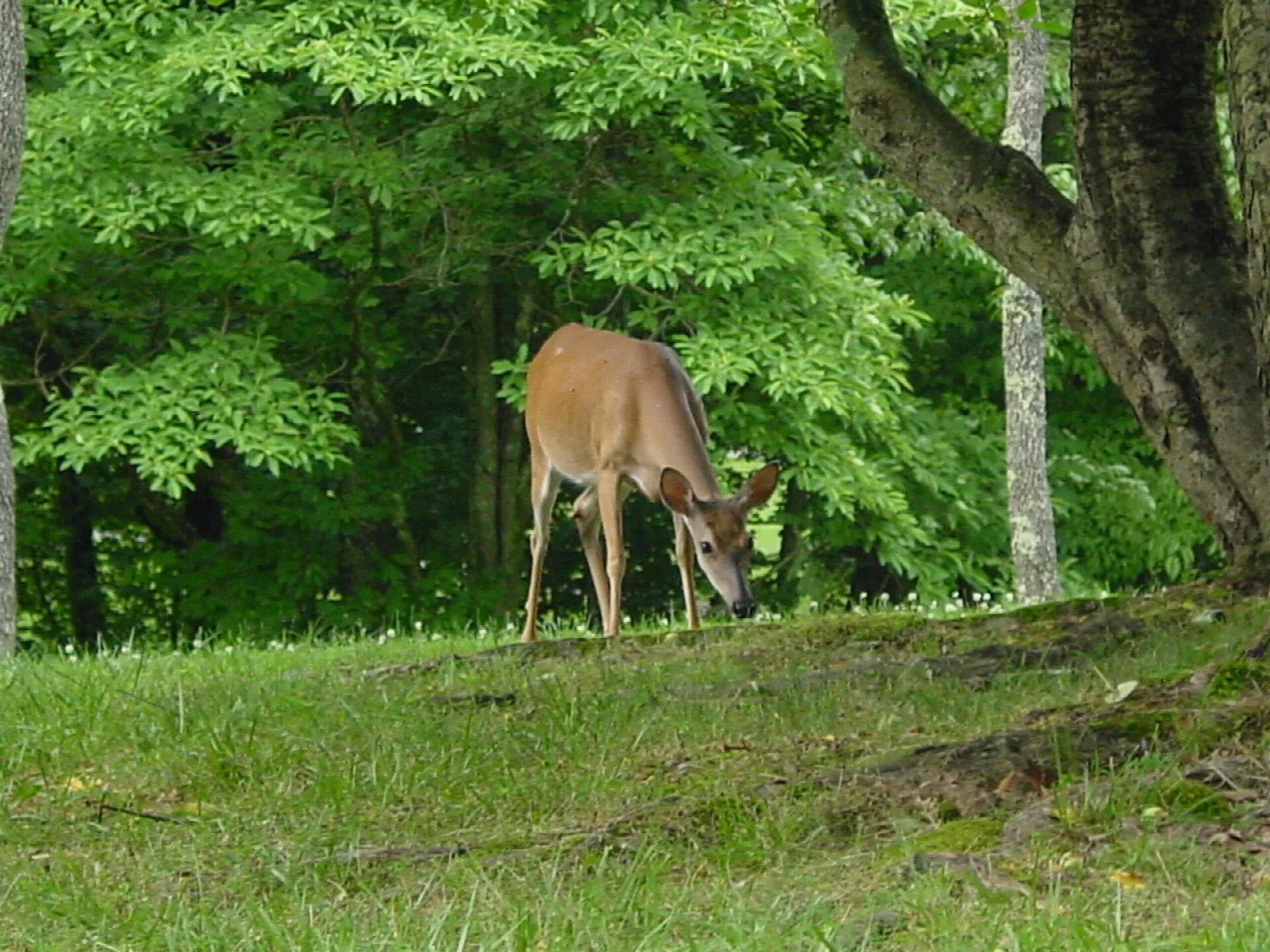 Deer grazing on a grassy slope under green trees