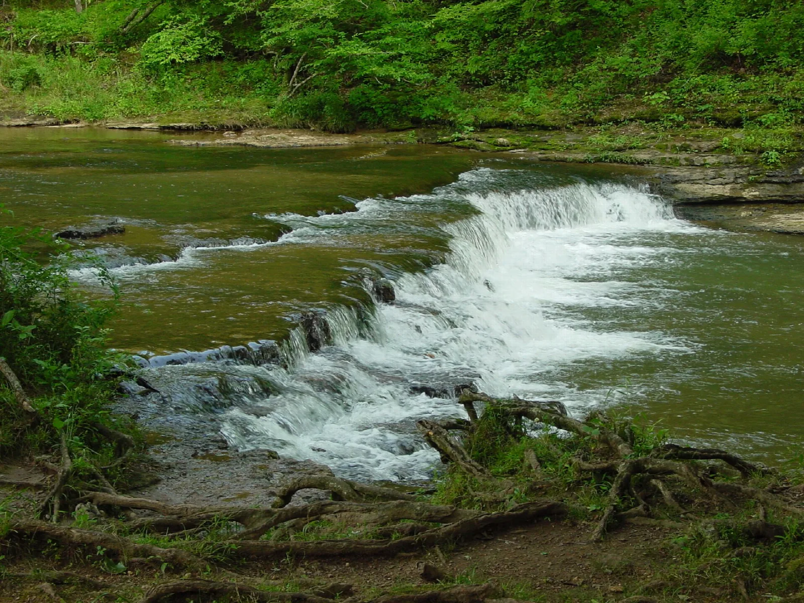 Water cascading over a wide ledge in a wooded creek