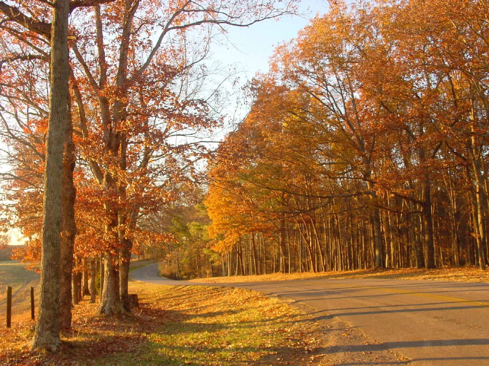 Paved road bending through trees with orange autumn leaves