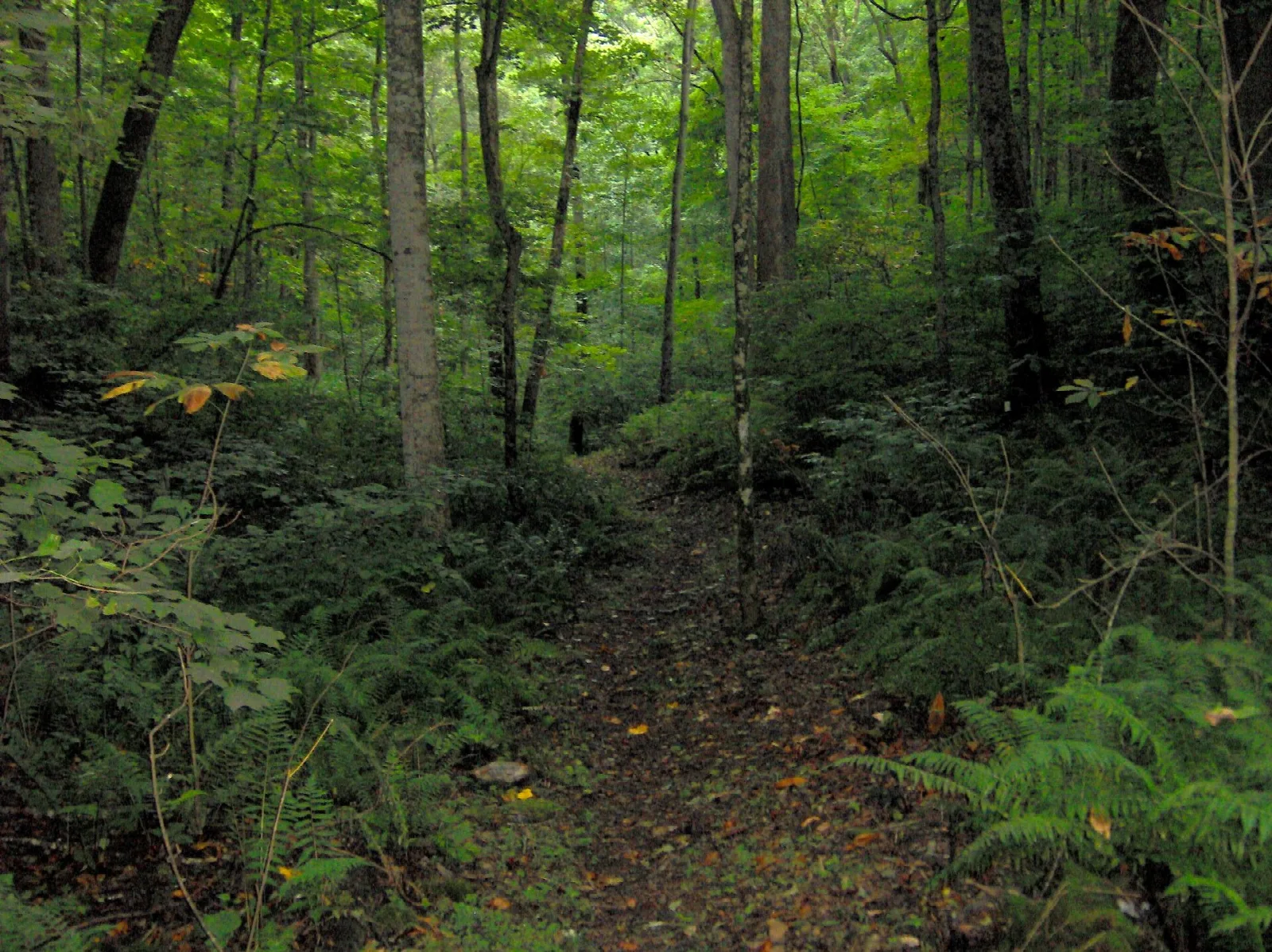 Dirt trail through green forest