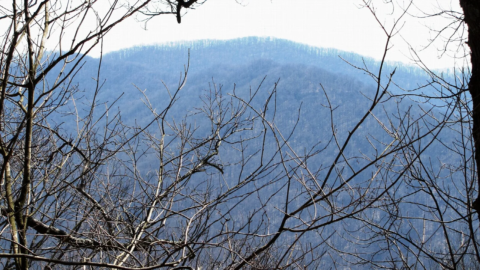 Blue mountain ridge seen through bare tree branches