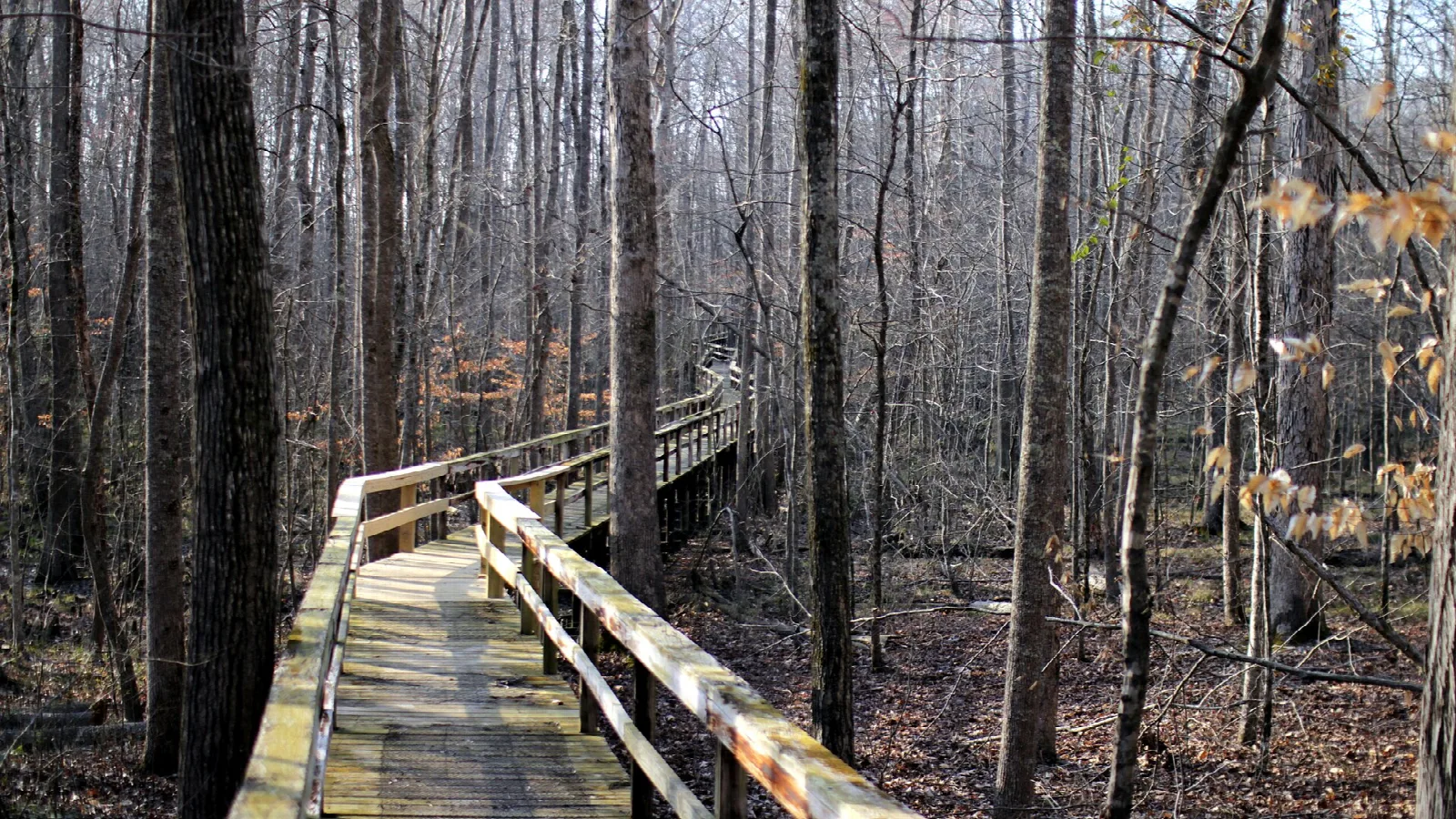 Wooden boardwalk with railings through leafless woods