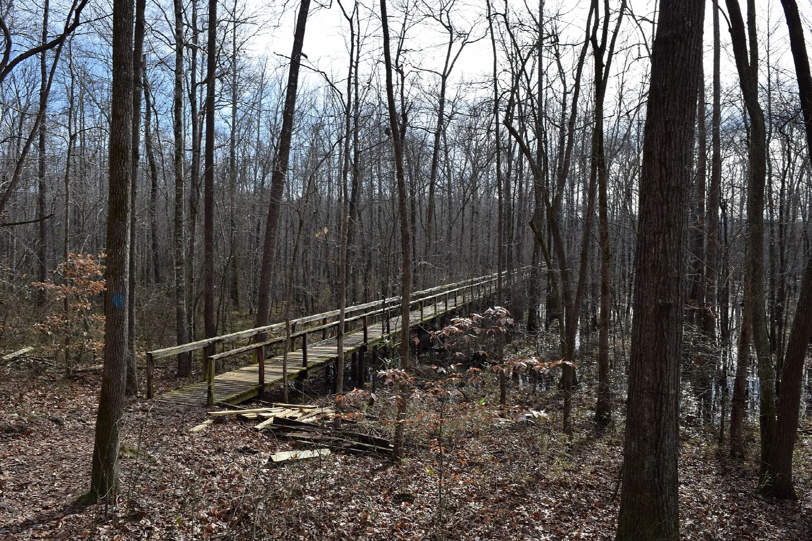 Wooden boardwalk running through bare winter swamp forest