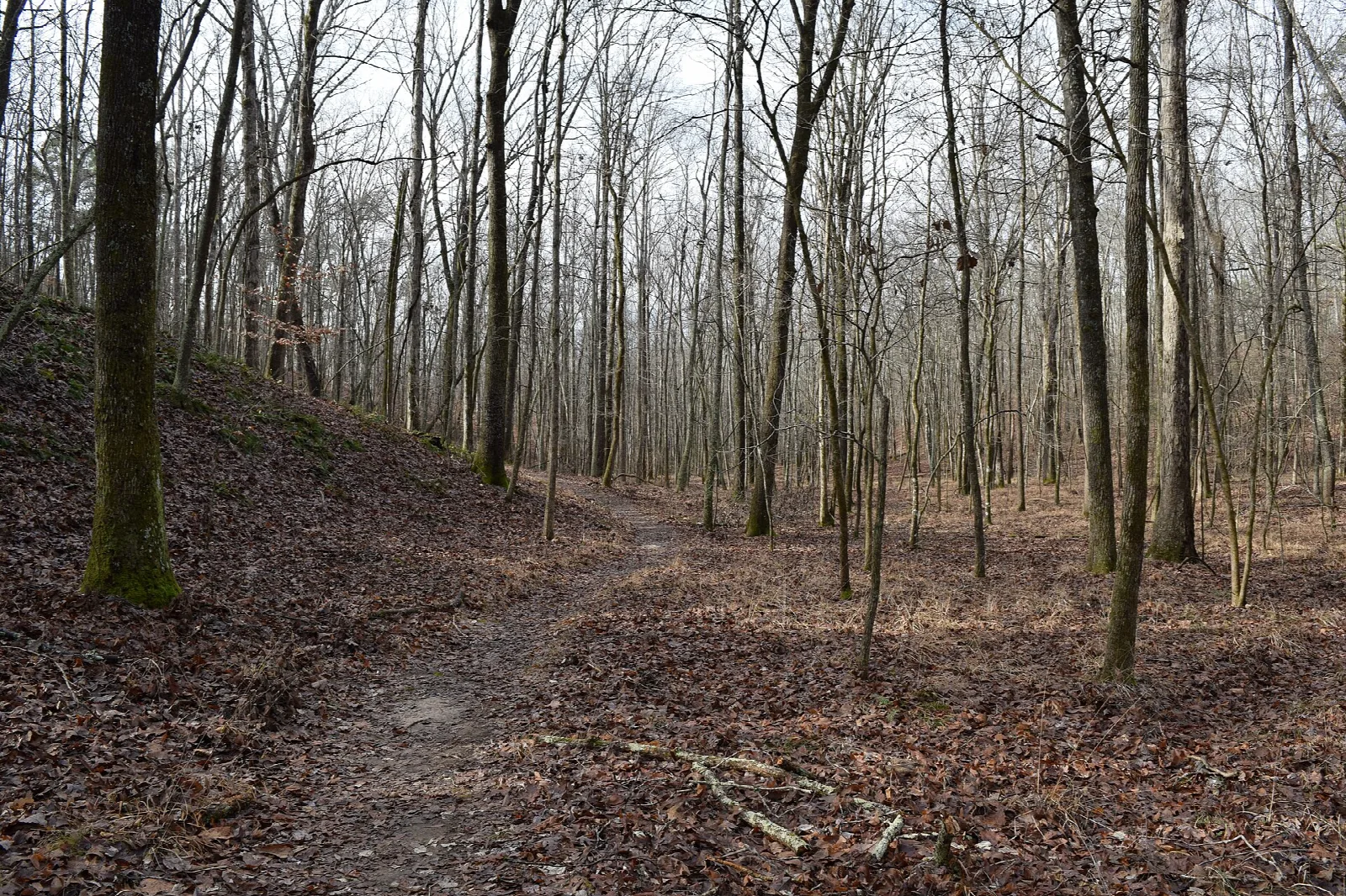 Dirt trail through bare hardwood forest