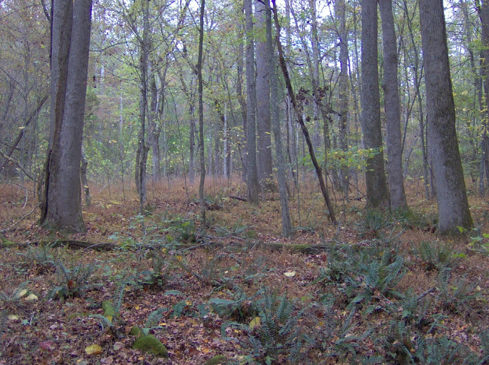 Young forest floor with bare tree trunks