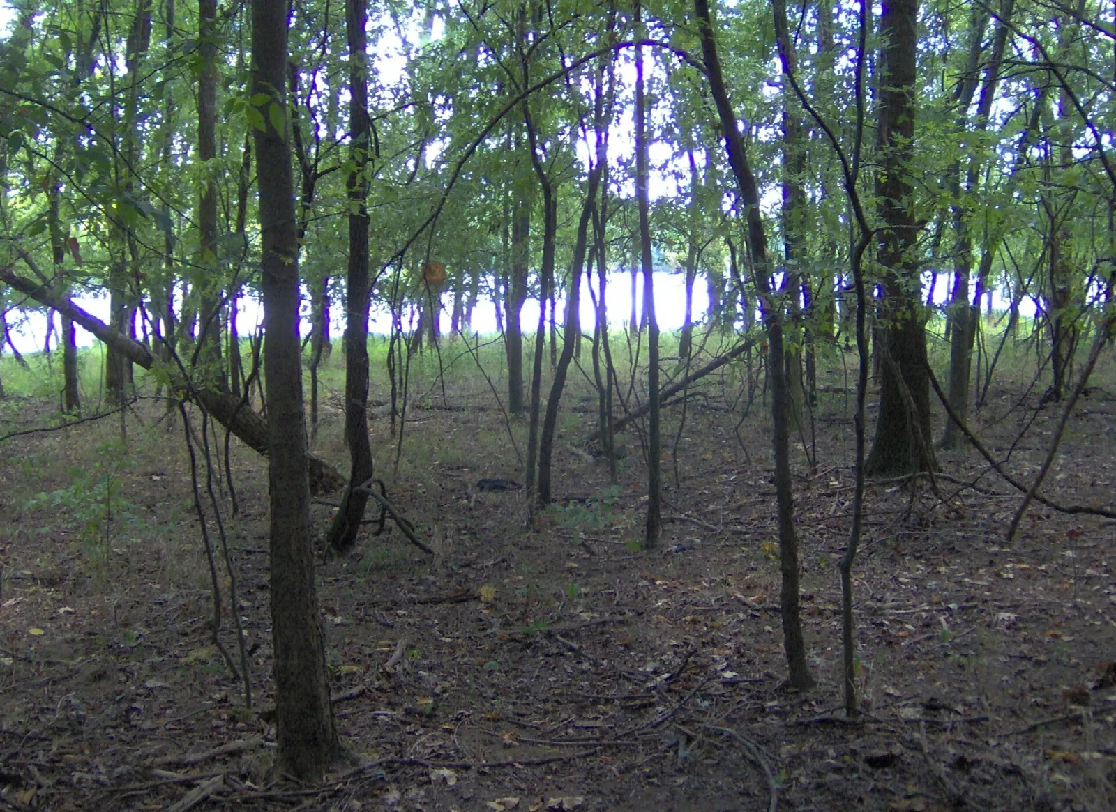 Young green forest with sunlight coming through from the lake side