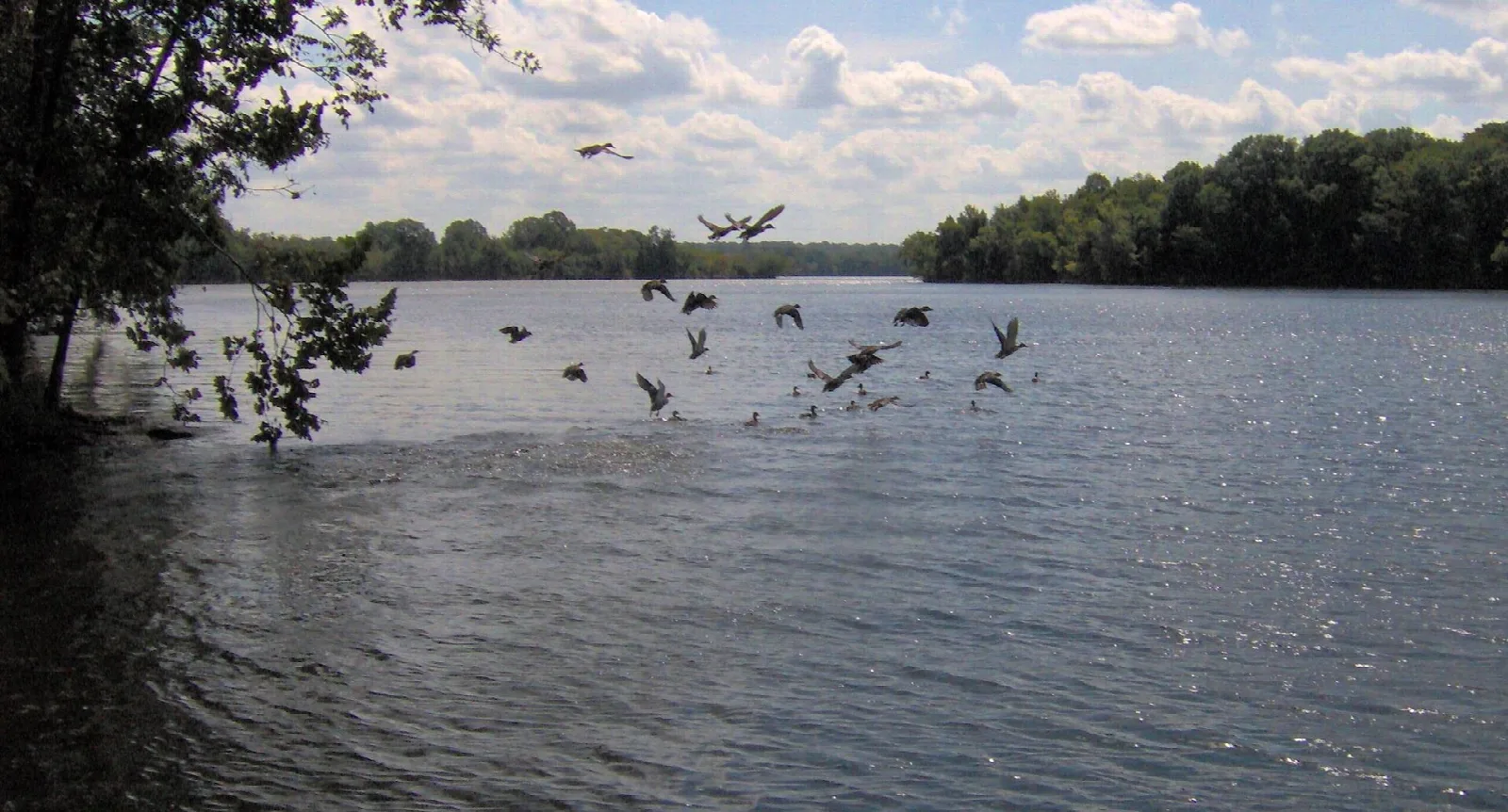 Wide lake with a flock of birds over the water and trees along the far shore