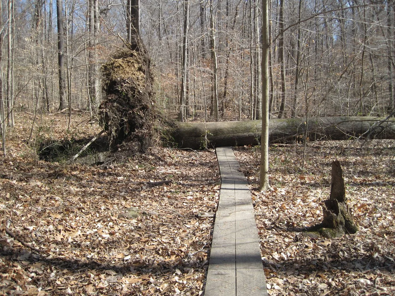 Narrow plank boardwalk through bare winter woods