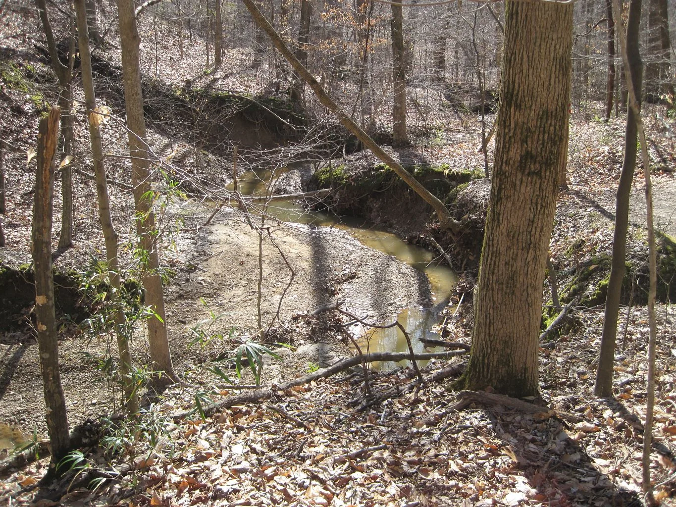 Small creek in a wooded ravine with leaf-covered banks