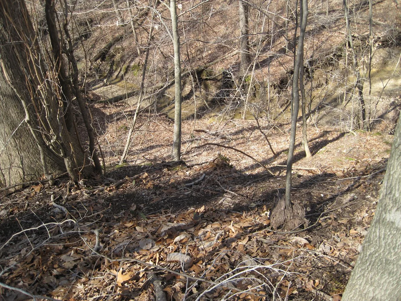 Leafy hillside ravine in bare woods