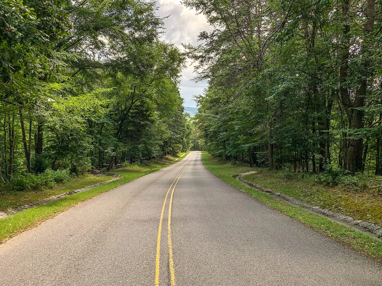 Paved park road running through a green forest