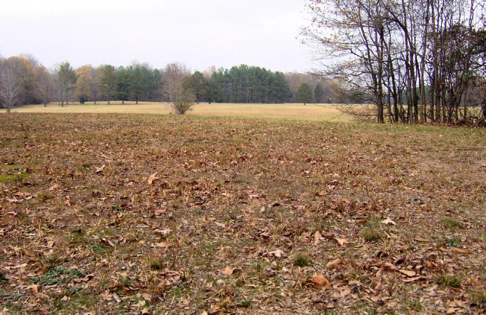 Open field of leaves and dry grass ringed by trees