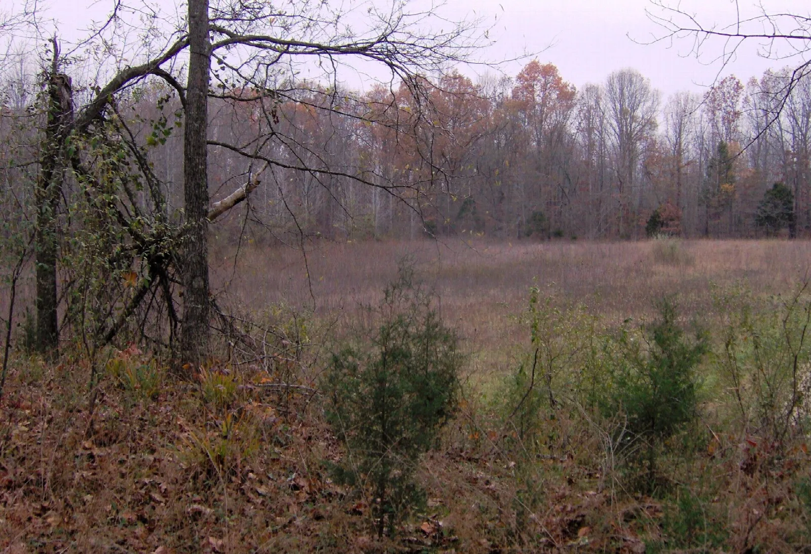 Open meadow seen through bare trees and brush from a mound top