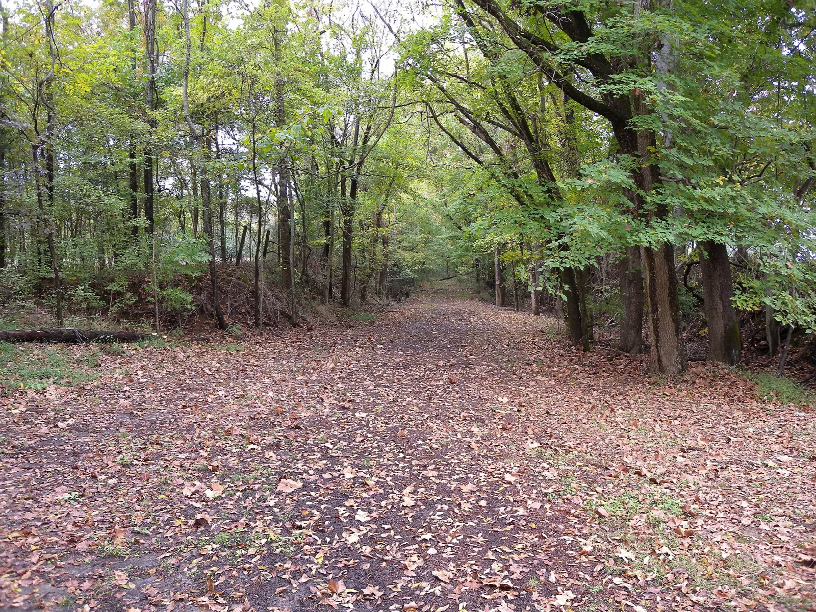 Wide dirt trail through leafy woods