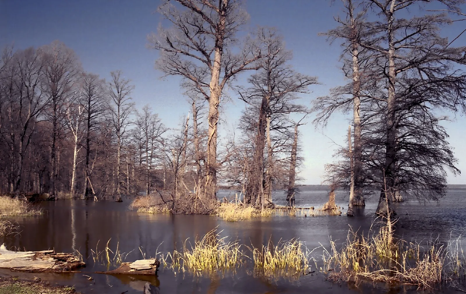 Bald cypress trees standing in lake water under a blue sky
