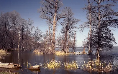 Reelfoot Lake State Park