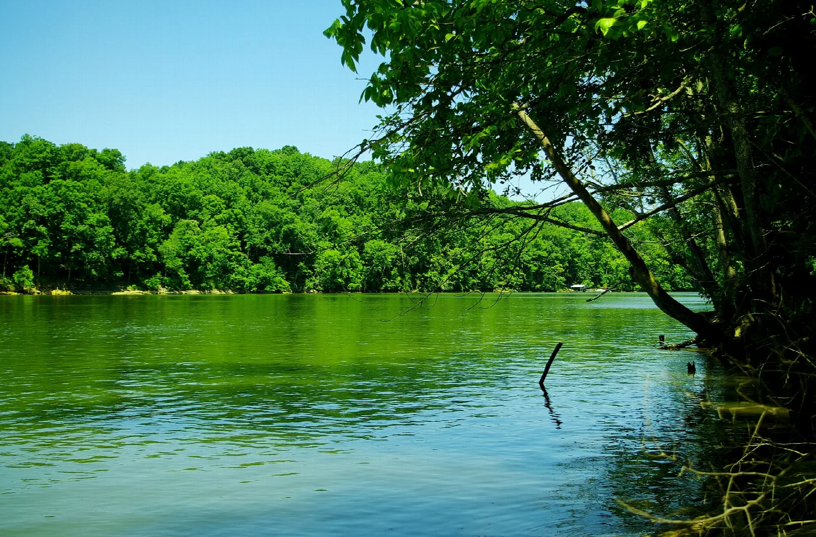 Green river bend with leafy trees and a blue sky
