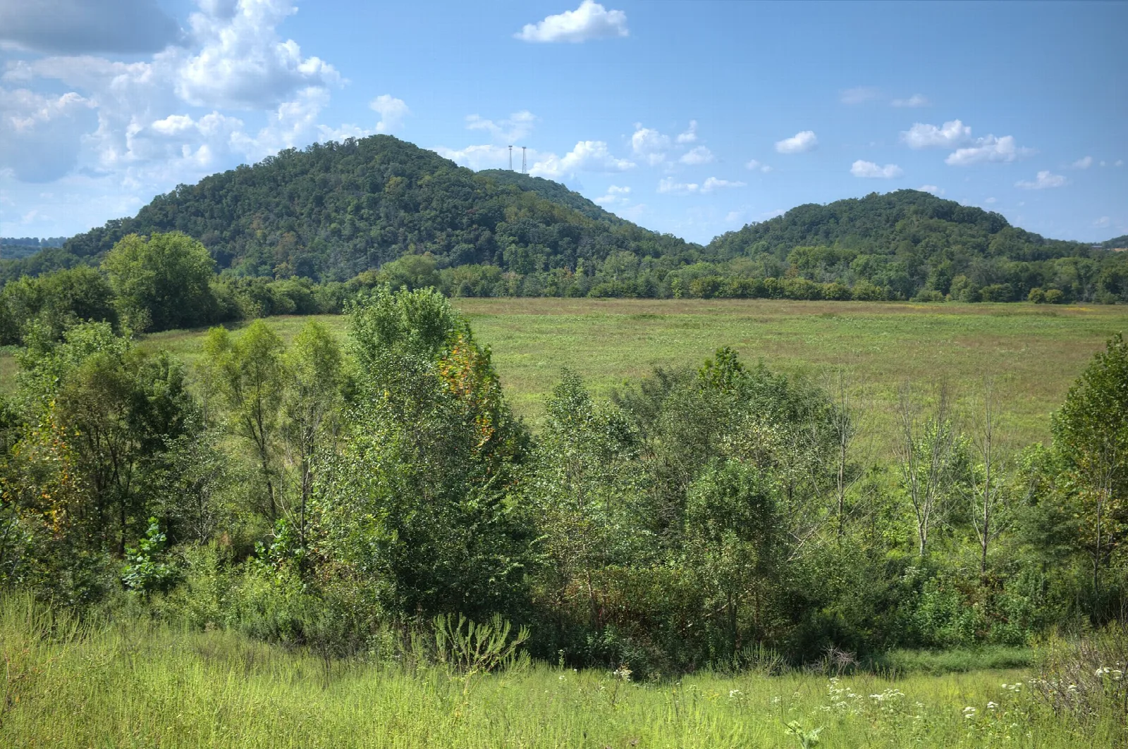 Green meadow with shrubs and forested hills behind