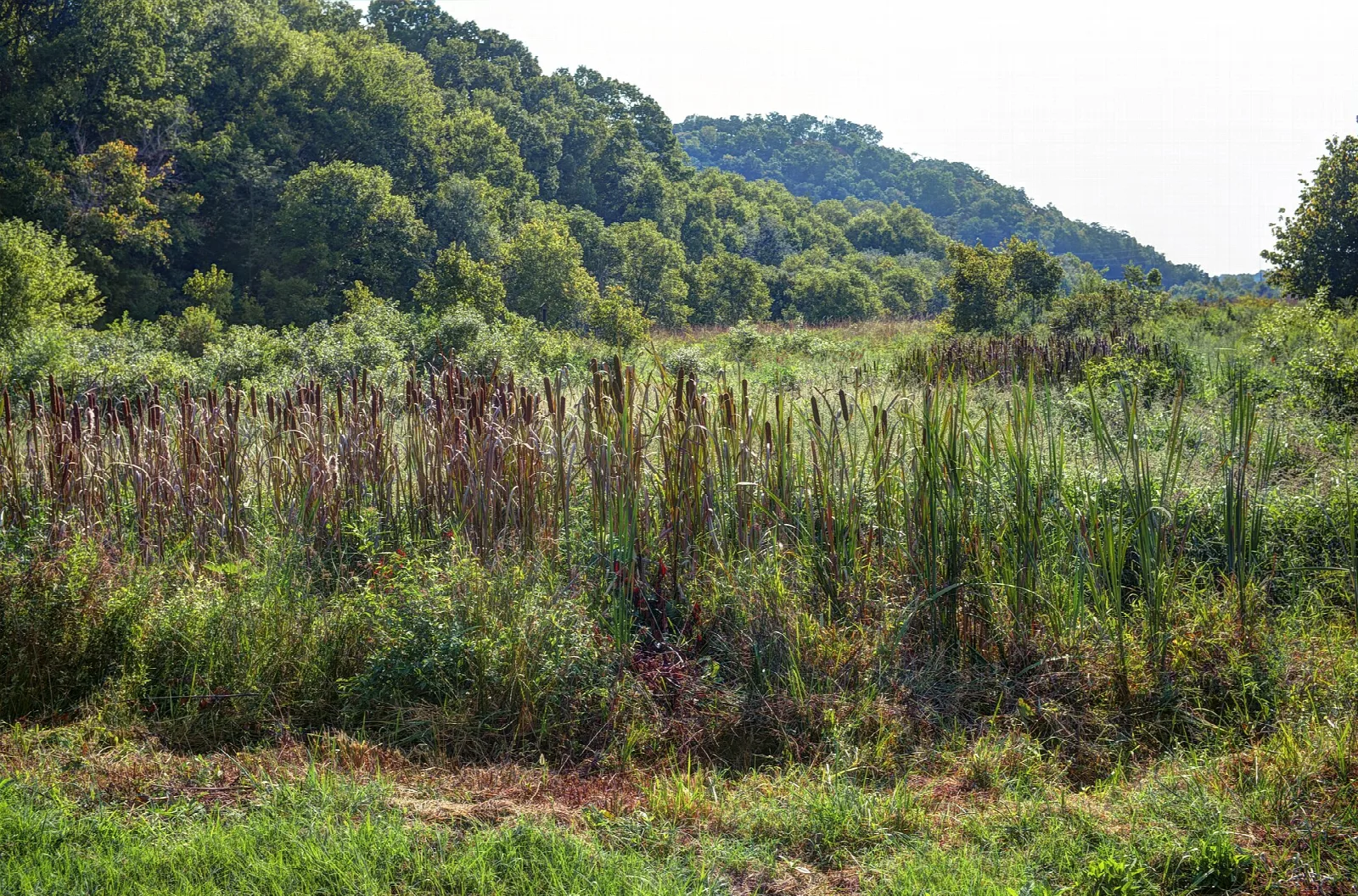 Cattail wetland in front of forested hills