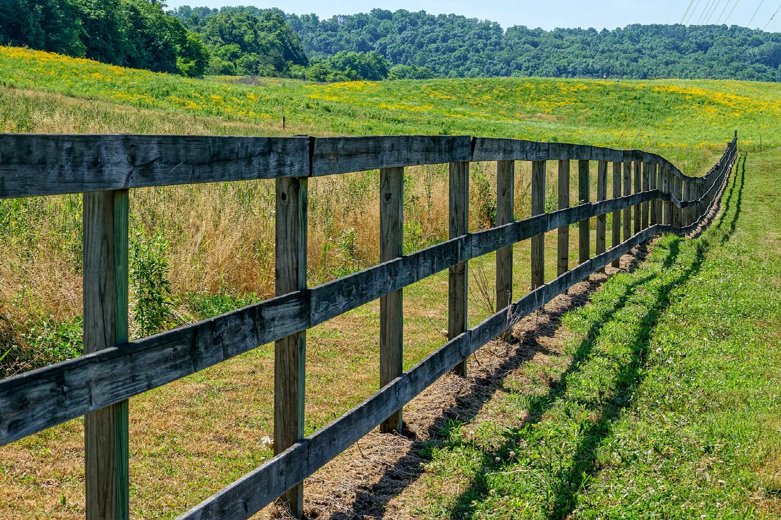 Wooden fence running across a yellow-flowered field toward wooded hills