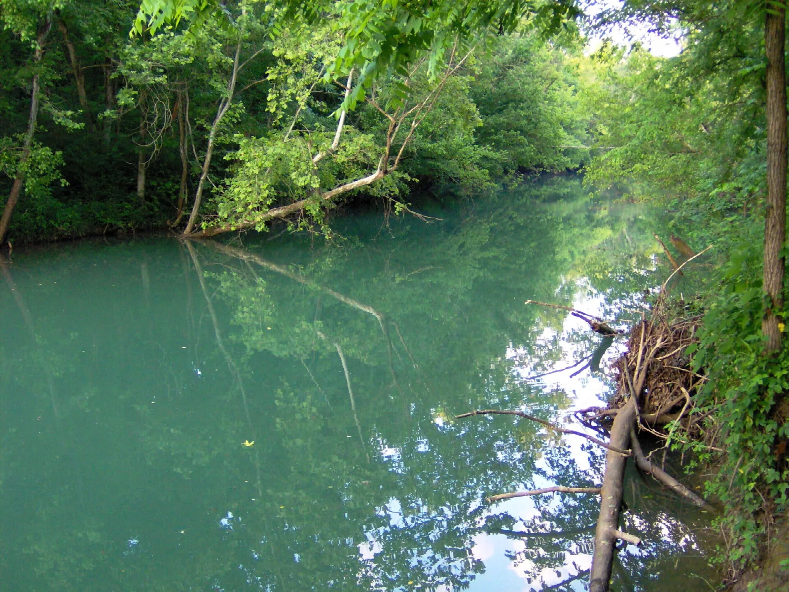 Calm green river lined with trees