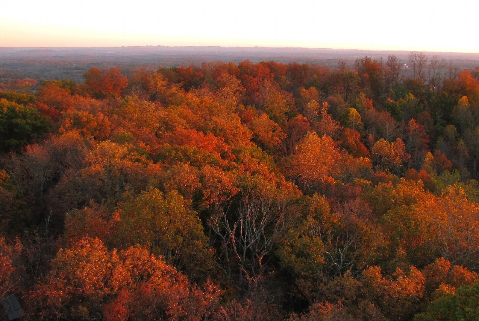 Treetops in orange fall color seen from above at dawn