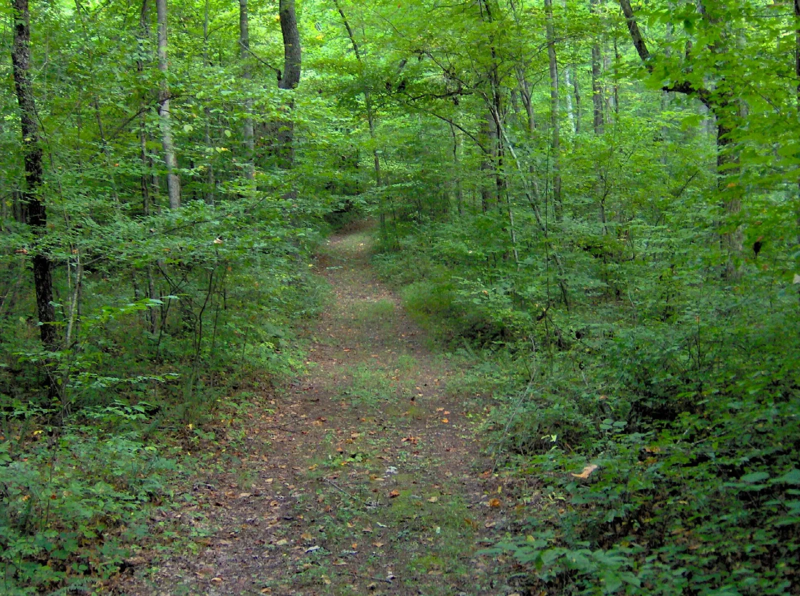 Narrow dirt trail through green woods