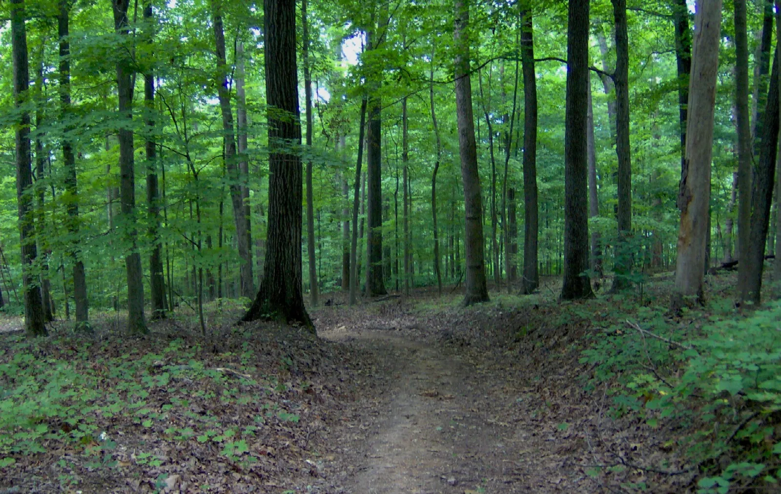 Dirt trail through tall oak forest