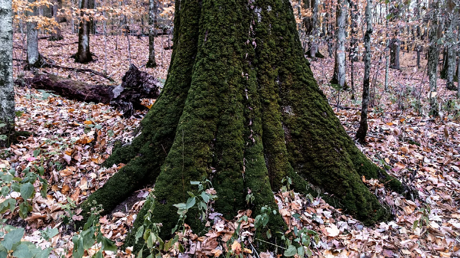 Mossy tree trunk rising from a leaf-covered forest floor