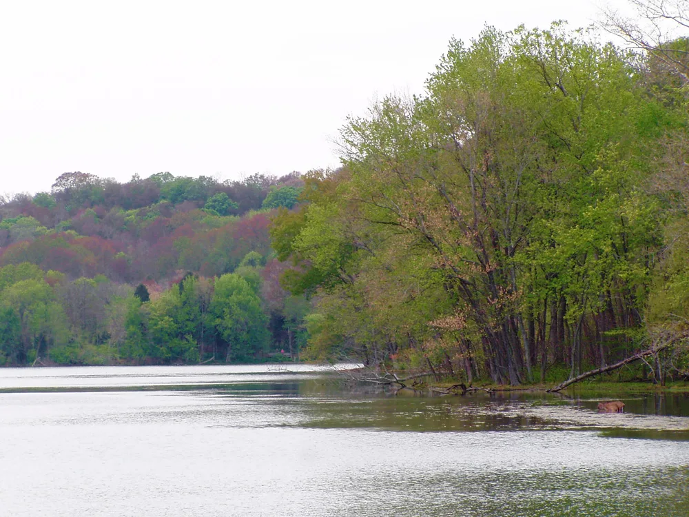 Calm lake with a green wooded shoreline under a pale sky