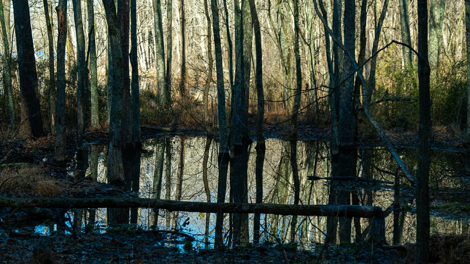Dark still water among bare trees in a flooded woodland