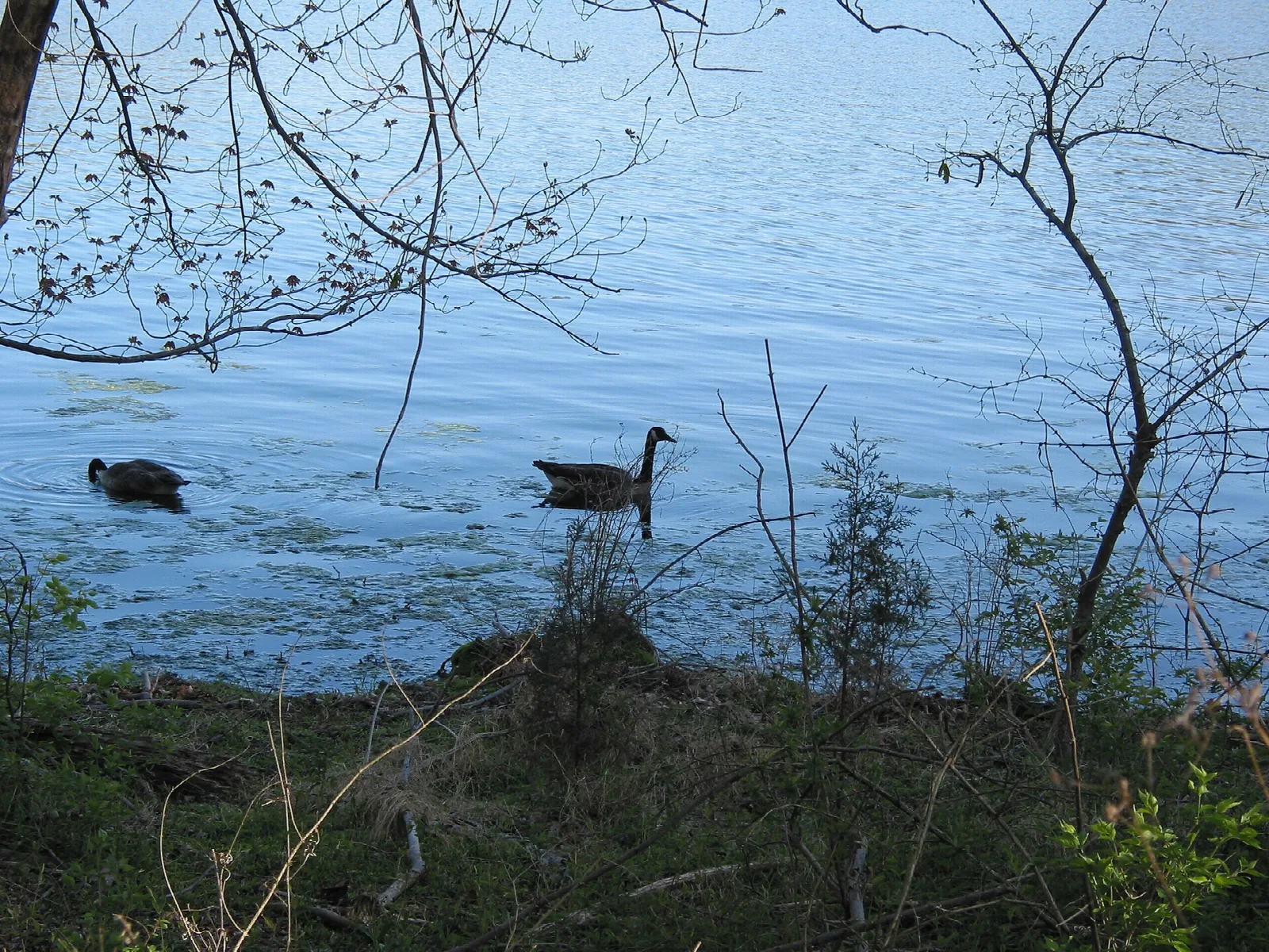 Two geese on blue lake water beside a brushy bank