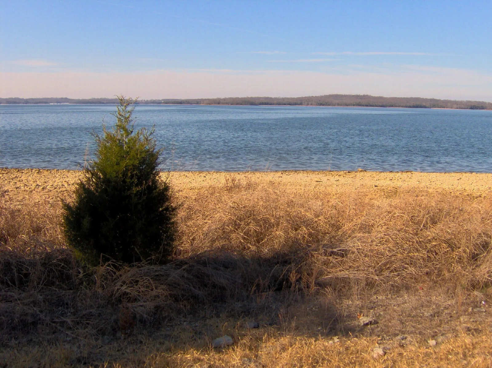 Wide blue lake with a small cedar on a dry grassy bank