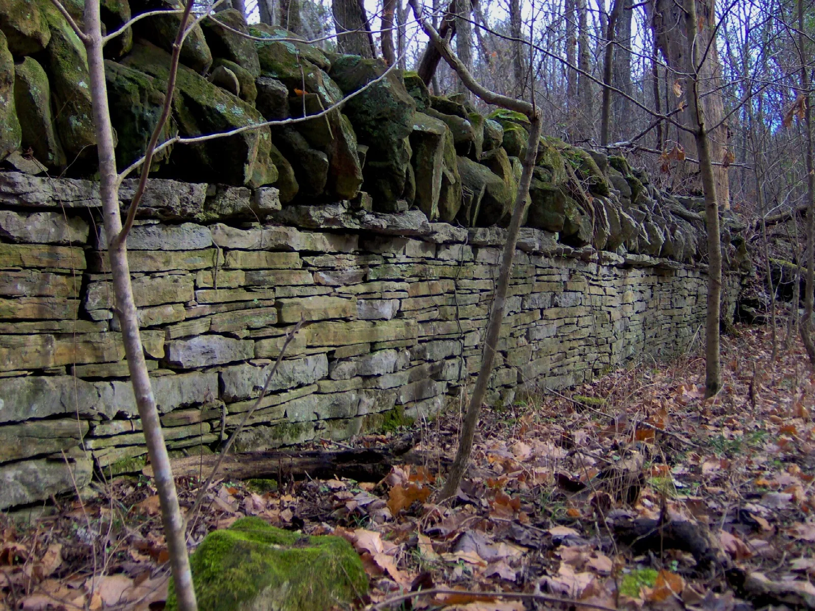 Old dry-stacked stone wall in leafless woods