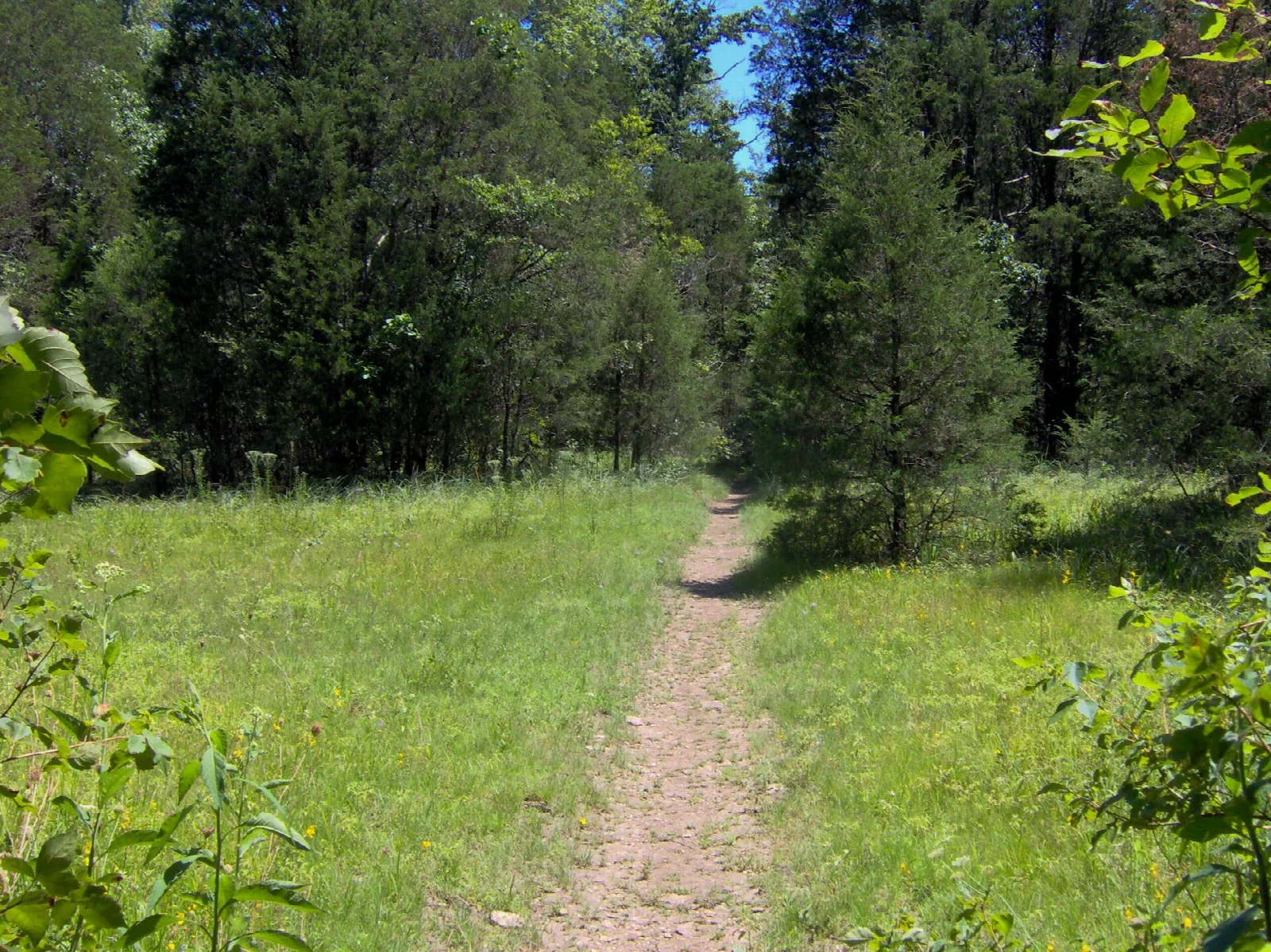 Dirt trail crossing a grassy glade between evergreen trees