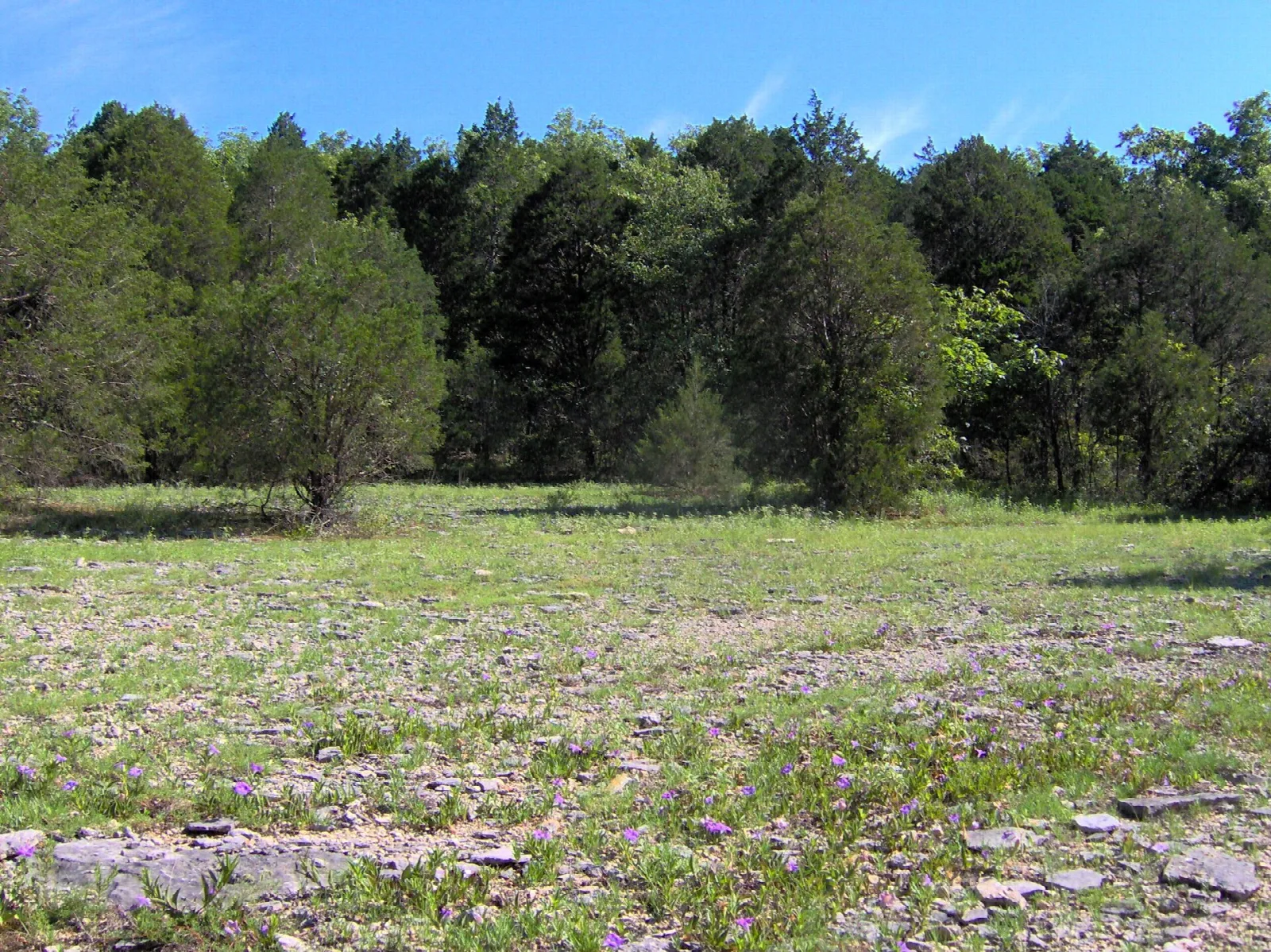 Open cedar glade with cedar trees behind a flat, rocky meadow