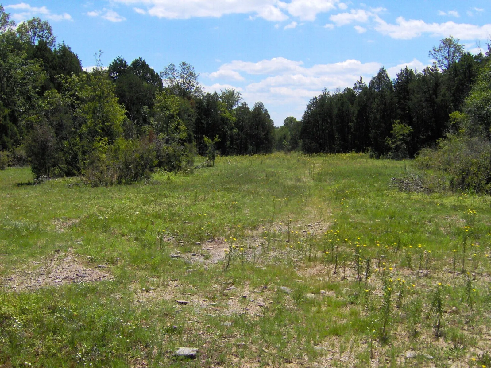 Grassy glade opening with cedars along the edge