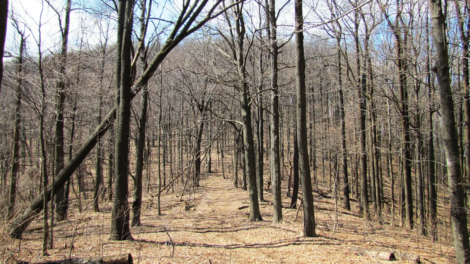 Leafless forest with a trail crossing a gap