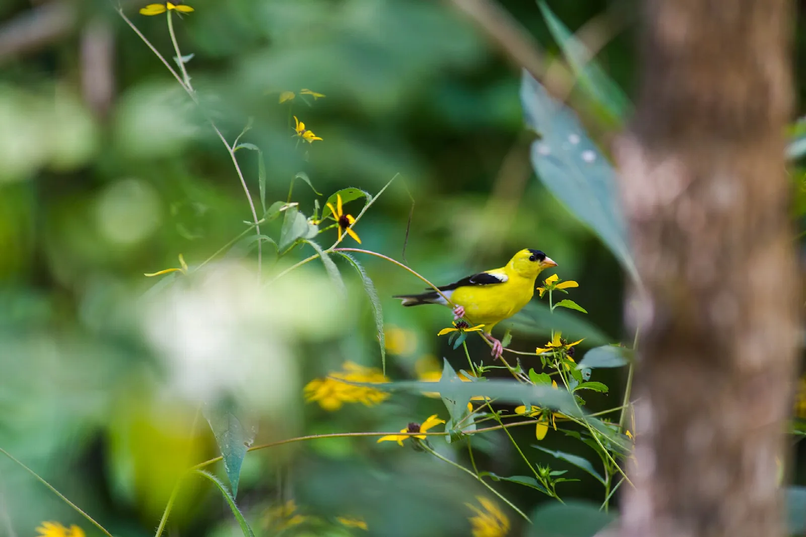 American goldfinch perched on a leafy stem among yellow flowers