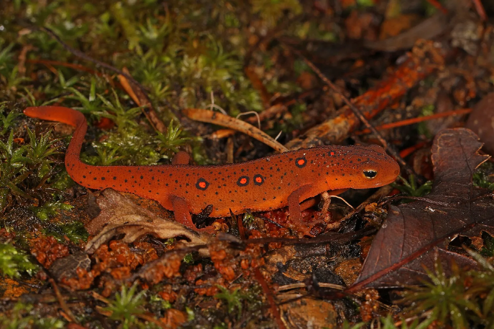 Bright orange red eft with dark spots on forest floor leaf litter