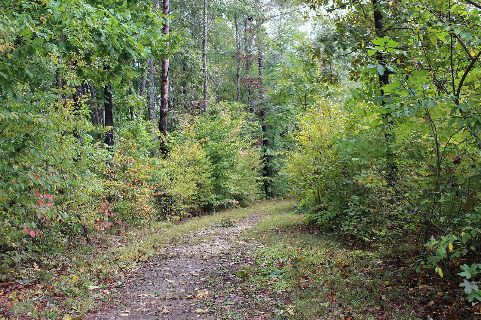 Dirt trail through green woods with a few red and yellow leaves